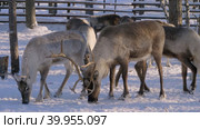 Западная Сибирь, стадо северных оленей в загоне. Western Siberia, a herd of reindeer in the corral. Стоковое видео, видеограф Евгений Романов / Фотобанк Лори