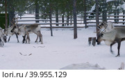 Западная Сибирь, стадо северных оленей в загоне. Western Siberia, a herd of reindeer in the corral. Стоковое видео, видеограф Евгений Романов / Фотобанк Лори