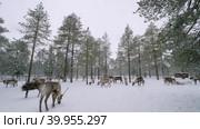 Западная Сибирь, стадо северных оленей в загоне. Western Siberia, a herd of reindeer in the corral. Стоковое видео, видеограф Евгений Романов / Фотобанк Лори