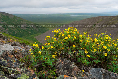 Цветущая лапчатка кустарниковая (Pentaphylloides fruticosa) на склоне горы. Красивый летний арктический пейзаж. Желтые цветы среди камней. Вид на сопки и тундру. Природа Чукотки и Сибири. Стоковое фото, фотограф Андрей Степанов / Фотобанк Лори