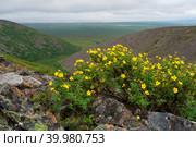 Цветущая лапчатка кустарниковая (Pentaphylloides fruticosa) на склоне горы. Красивый летний арктический пейзаж. Желтые цветы среди камней. Вид на сопки и тундру. Природа Чукотки и Сибири. Стоковое фото, фотограф Андрей Степанов / Фотобанк Лори