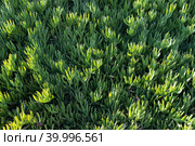 Close-up photo of Carpobrotus edulis. Green succulent plant. Стоковое фото, фотограф EugeneSergeev / Фотобанк Лори