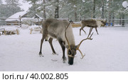 Западная Сибирь, северные олени в загоне едят рыбу. Western Siberia, reindeer in the corral eat fish. Стоковое видео, видеограф Евгений Романов / Фотобанк Лори