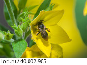 Черная оса в желтом цветке  вербейник точечный (Lysimachia punctata) Стоковое фото, фотограф Pukhov K / Фотобанк Лори