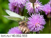Бабочка Капустница или белянка капустная (Pieris brassicae) на цветке лопуха. Стоковое фото, фотограф Pukhov K / Фотобанк Лори