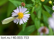 Бабочка Капустница или белянка капустная (Pieris brassicae) на садовом цветке. Стоковое фото, фотограф Pukhov K / Фотобанк Лори