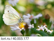 Бабочка Капустница или белянка капустная (Pieris brassicae) на садовом цветке. Стоковое фото, фотограф Pukhov K / Фотобанк Лори
