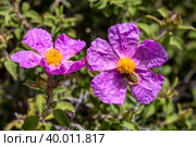 A useful shrub (Cistus creticus, Cistus incanus) and beetle (Tropinota hirta) close-up. Стоковое фото, фотограф Татьяна Ляпи / Фотобанк Лори