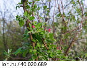 Появление первых цветов на ветках яблони, цветущий весенний сад, цветы и бутоны, природный фон. Стоковое фото, фотограф Андрей Цыганков / Фотобанк Лори