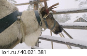 Западная Сибирь, оленевод ханты запрягает северных оленей в нарты. Western Siberia, reindeer herder of the Khanty people harnesses reindeer in sledge. Стоковое видео, видеограф Евгений Романов / Фотобанк Лори