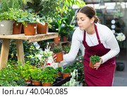 Florist woman worker swaps pots with spicy herbs. Стоковое фото, фотограф Яков Филимонов / Фотобанк Лори