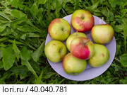 Сочные спелые аппетитные яблоки на траве. Juicy ripe delicious apples on the grass. Стоковое фото, фотограф Мария / Фотобанк Лори