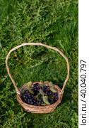 Крупные спелые ягоды черной рябины созрели на садовом участке. Large ripe black mountain ash berries ripened on the garden plot. Стоковое фото, фотограф Мария / Фотобанк Лори