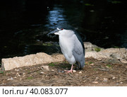 Common night heron, or night heron (lat. Nycticorax nycticorax) Стоковое фото, фотограф Irina Opachevsky / Фотобанк Лори