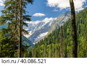 Сосновый лес в долине реки Алибек, Домбай (2022 год). Редакционное фото, фотограф Aliz_red_s / Фотобанк Лори