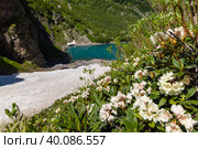 Рододендроны у Турьего озера, Домбай (2022 год). Редакционное фото, фотограф Aliz_red_s / Фотобанк Лори