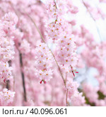 Sakura, species and varieties of trees of the subfamily Plum Prunoideae, serrated cherry Prunus serrulata. Decorative plants. Lovely pink flowers blooming in spring. Ephemerality of life, Buddhism. Стоковое AI-изображение, AI-художник Юлия Петровская / Фотобанк Лори