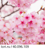 Sakura, species and varieties of trees of the subfamily Plum Prunoideae, serrated cherry Prunus serrulata. Decorative plants. Lovely pink flowers blooming in spring. Ephemerality of life, Buddhism. Стоковое AI-изображение, AI-художник Юлия Петровская / Фотобанк Лори