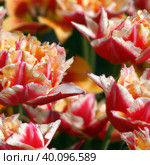 tulip Tulipa, bulbous herbs in the lily family Liliaceae. Tulips, garden flowers, cultivars and varieties. Flowers delicate pink yellow. Beautiful Terry splayed buds. Landscaping, flowerbed. Стоковое фото, фотограф Юлия Петровская / Фотобанк Лори
