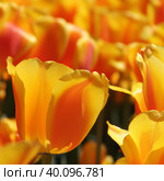 tulip Tulipa, bulbous herbs in the lily family Liliaceae. Tulips, garden flowers, cultivars and varieties have been developed. Flowers delicate pink yellow. Beautiful buds. Landscaping, flowerbed. Стоковое фото, фотограф Юлия Петровская / Фотобанк Лори