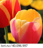 tulip Tulipa, bulbous herbs in the lily family Liliaceae. Tulips, garden flowers, cultivars and varieties have been developed. Flowers delicate pink yellow. Beautiful buds. Landscaping, flowerbed. Стоковое фото, фотограф Юлия Петровская / Фотобанк Лори