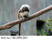 Cotton-top tamarin (lat. - Saguinus) Стоковое фото, фотограф Irina Opachevsky / Фотобанк Лори