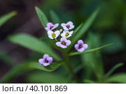 Sweet Allysum flowers on a summer day. Lobularia maritima macro photo. Стоковое фото, фотограф EugeneSergeev / Фотобанк Лори