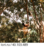 Portrait of the crowned sifaka aka Propithecus coronatus at Lemurs park, Antananarivo, Madagascar. Стоковое фото, фотограф Сергей Майоров / Фотобанк Лори