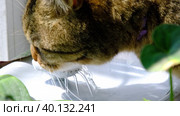 A cat drinks water from a pet fountain in close-up. Nutrition and water balance of pets, automatic drinker. Стоковое видео, видеограф Ольга Симонова / Фотобанк Лори