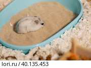 Hamster standing on bathing sand in bathtub. Стоковое фото, фотограф Ира Орлова / Фотобанк Лори