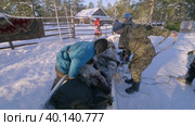 Западная Сибирь, оленеводы ханты выгружают оленей из нарт. Western Siberia, reindeer herders of the Khanty people unload reindeer from sled. Стоковое видео, видеограф Евгений Романов / Фотобанк Лори