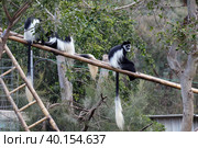 Eastern colobus, or Gverets (lat. Colobus guereza) Стоковое фото, фотограф Irina Opachevsky / Фотобанк Лори
