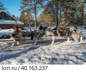 Западная Сибирь, стойбище ханты, связанные олени на нартах. Western Siberia, the camp of the Khanty people, bound reindeer on sled. Стоковое фото, фотограф Евгений Романов / Фотобанк Лори