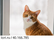 Кошка на окне. Стоковое фото, фотограф Елена Маслова / Фотобанк Лори