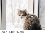 Кот на окне. Стоковое фото, фотограф Елена Маслова / Фотобанк Лори