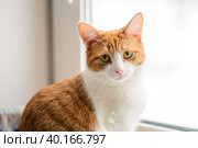 Кошка на окне. Стоковое фото, фотограф Елена Маслова / Фотобанк Лори