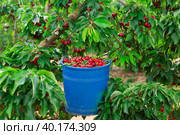 Bucket of cherries on a tree. Стоковое фото, фотограф Яков Филимонов / Фотобанк Лори