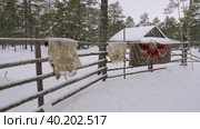 Западная Сибирь, стойбище оленеводов ханты: оленья шкура на заборе. Western Siberia, the camp of the reindeer herders of the Khanty people: reindeer skin on the fence. Стоковое видео, видеограф Евгений Романов / Фотобанк Лори