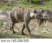 Танзания. Национальный парк Селу. Гиена (2020 год). Редакционное фото, фотограф Мария Лебедева / Фотобанк Лори