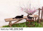 Красивый домашний кот гуляет по улице в теплое время года. A beautiful domestic cat walks down the street in the warm season. Стоковое фото, фотограф Мария / Фотобанк Лори
