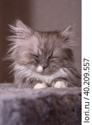 Маленький серый домашний котенок породы турецкая ангора. A small gray domestic kitten of the Turkish Angora breed. Стоковое фото, фотограф Мария / Фотобанк Лори