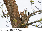 Красивый домашний кот гуляет по улице в теплое время года. A beautiful domestic cat walks down the street in the warm season. Стоковое фото, фотограф Мария / Фотобанк Лори