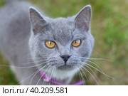 Красивый домашний кот гуляет по улице в теплое время года. A beautiful domestic cat walks down the street in the warm season. Стоковое фото, фотограф Мария / Фотобанк Лори