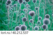 Blooming round prickly inflorescence of glandular globe-thistle, Echinops Sphaerocephalus. Selective shallow focus, daytime shot. Wildlife, common meadow plants, thorny heads, travel. Стоковое фото, фотограф Sergey Semenov / Фотобанк Лори