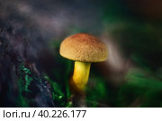Bright beautiful yellow orange mushroom on a green blurred background close up. Mossiness mushroom, xerocomus in the forest in the moss, macro. The mushroom cap looks like suede. Стоковое фото, фотограф Марина Багрова / Фотобанк Лори