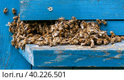 Swarming bees. Very many bees on the surface of the hive in spring. Стоковое фото, фотограф Denis Shitikoff / Фотобанк Лори