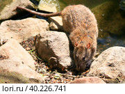 Серая крыса у водоема (Rattus norvegicus) Стоковое фото, фотограф Щеголева Ольга / Фотобанк Лори