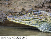 Хищный американский кайман или аллигатор на берегу тропической реки. Стоковое фото, фотограф Олег Елагин / Фотобанк Лори