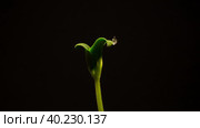 One Squash  growing time lapse. Frontal view on black background. Стоковое видео, видеограф Кирилл Трифонов / Фотобанк Лори