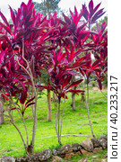 A plant with bright red leaves Cordyline fruticosa Rubra in the garden. Tropical plants. Стоковое фото, фотограф Коханова Наталья / Фотобанк Лори